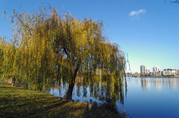 Lac et mairie De Créteil